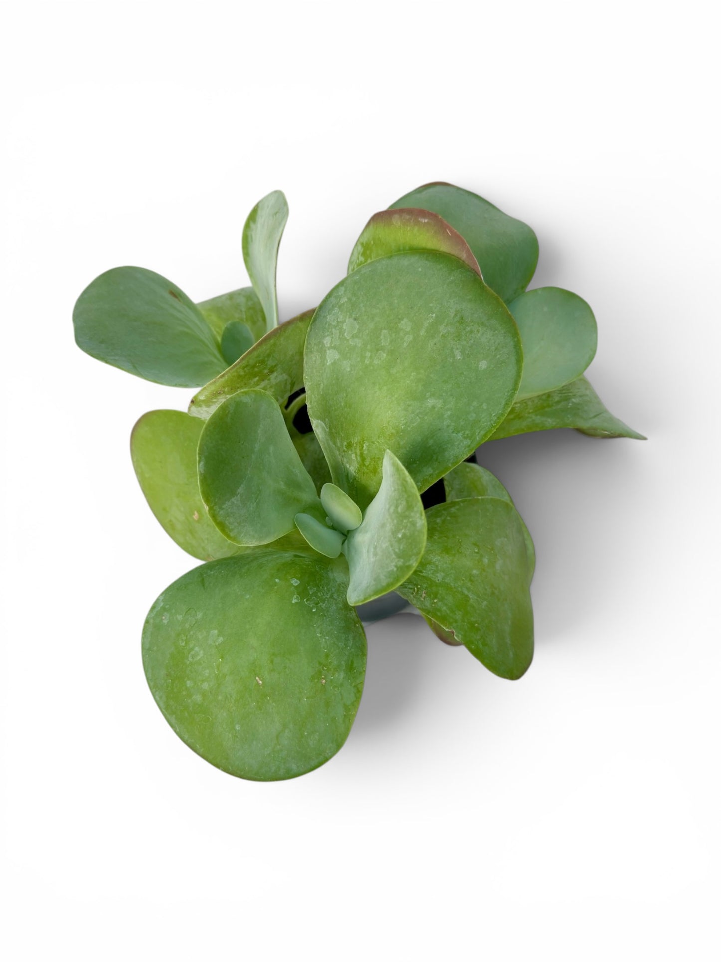 Παχύφυτο Καλαγχόη - Kalanchoe thyrsiflora Φ12