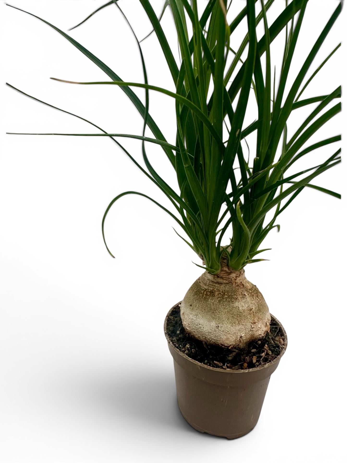 Μπουκαρνέα - Beaucarnea recurvata Φ6εκ.