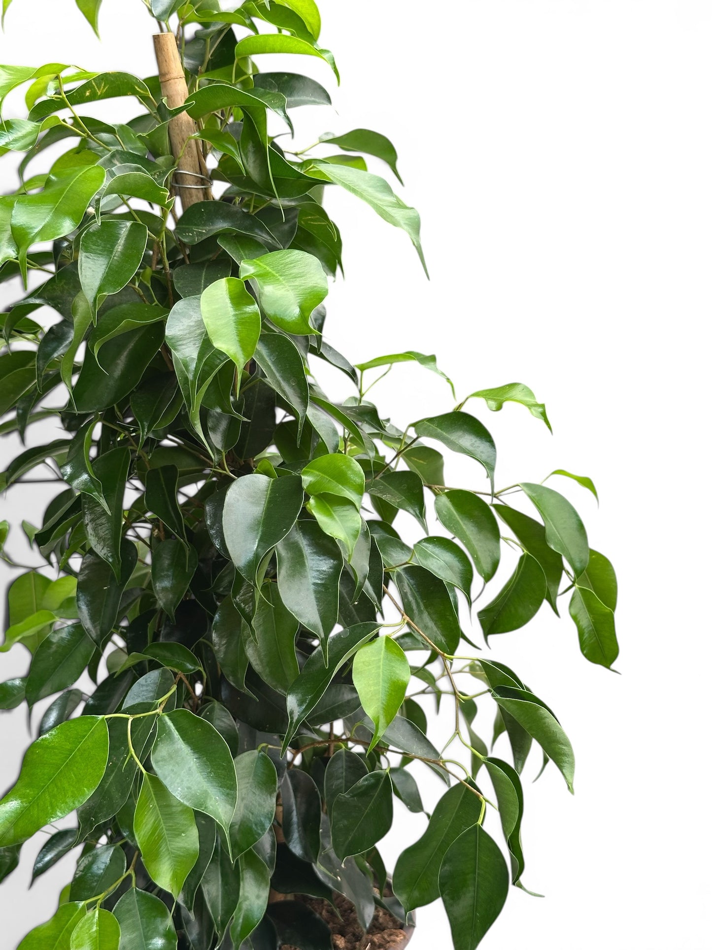 Φίκος μπένζαμιν Ficus Benjamina Φ17εκ.