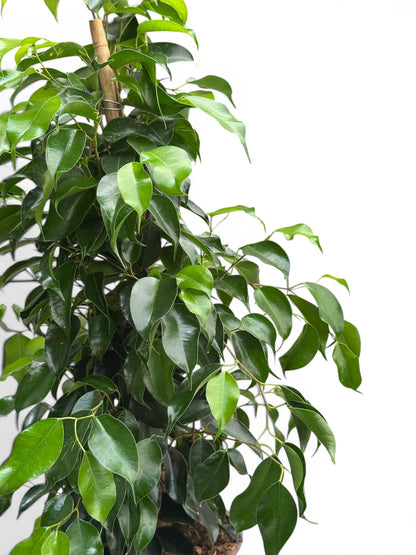 Φίκος μπένζαμιν Ficus Benjamina Φ17εκ.