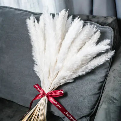 Pampas Grass Λευκό 60εκ. – Αποξηραμένο Κλαδί (1 τεμ.)