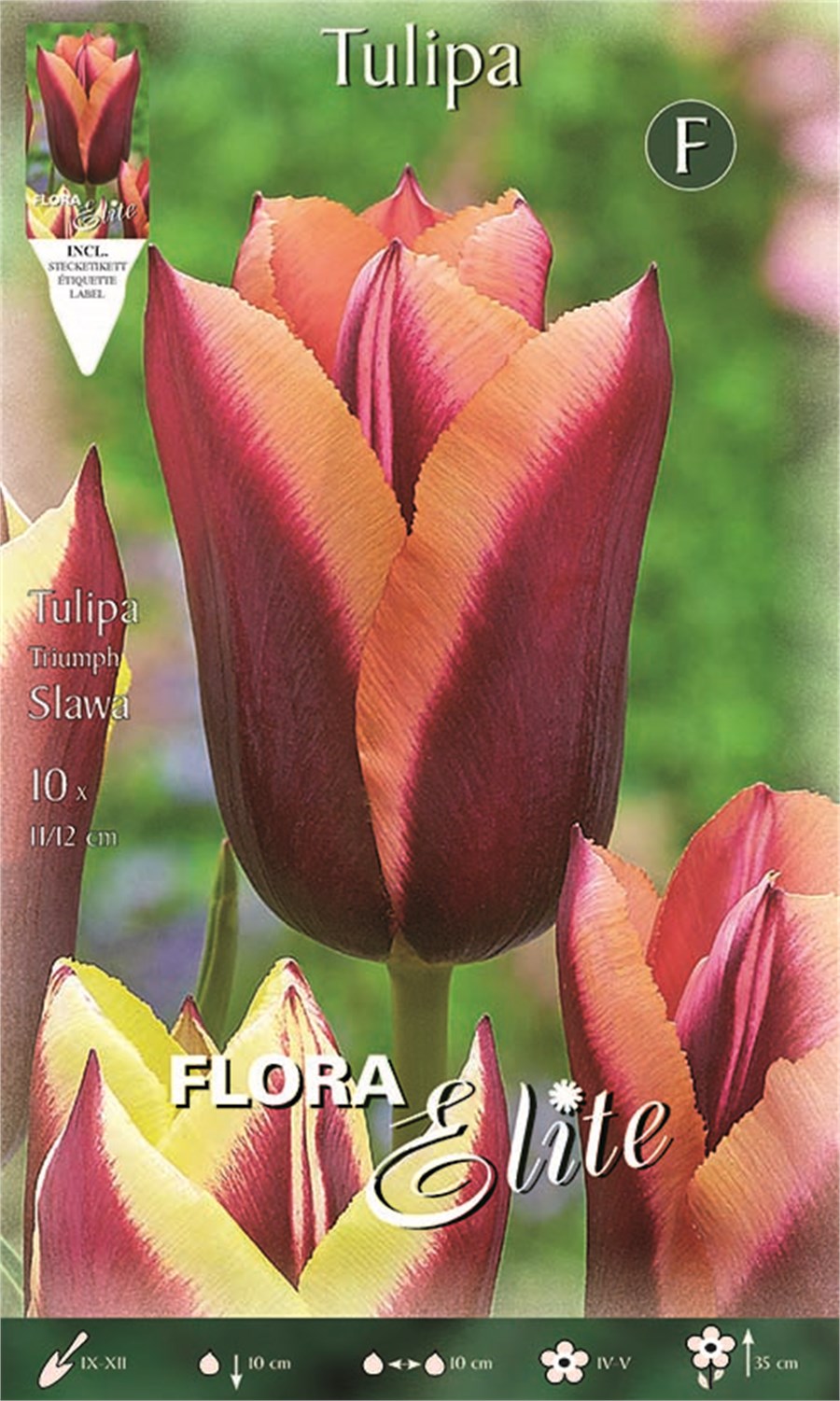 Τουλίπα Slawa (Triumph Tulip) 789267