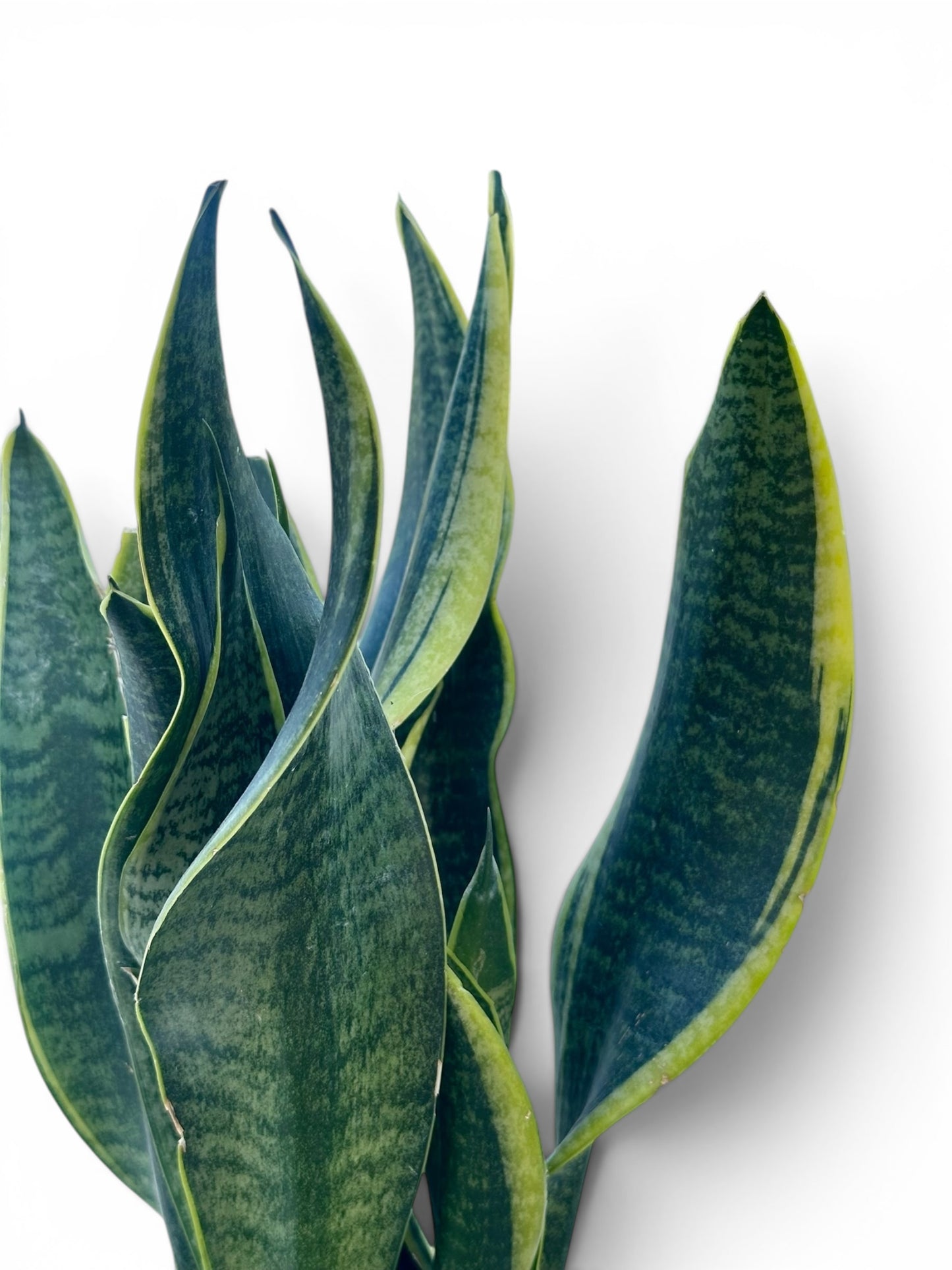 Σανσιβέρια - Sansevieria trifasciata Φ12εκ.