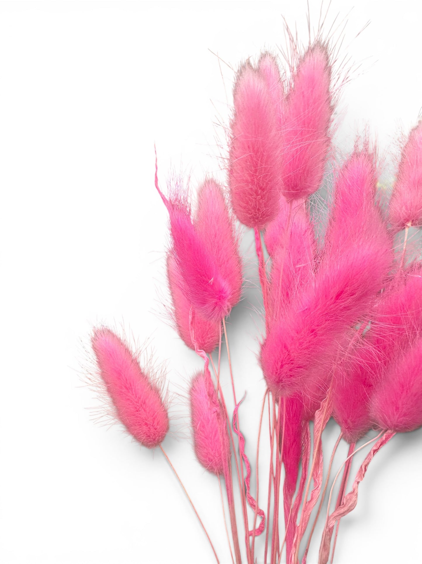 Bunny Tails φούξια 40–50εκ. – Αποξηραμένο μπουκέτο (20 τεμ.)