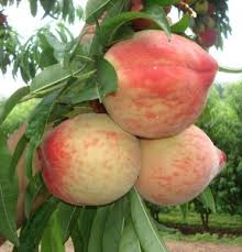 Λευκόσαρκο ροδάκινο