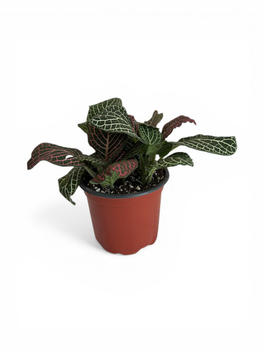 Φιτόνια Ροζ - λευκό - Fittonia albivenis Φ9εκ.