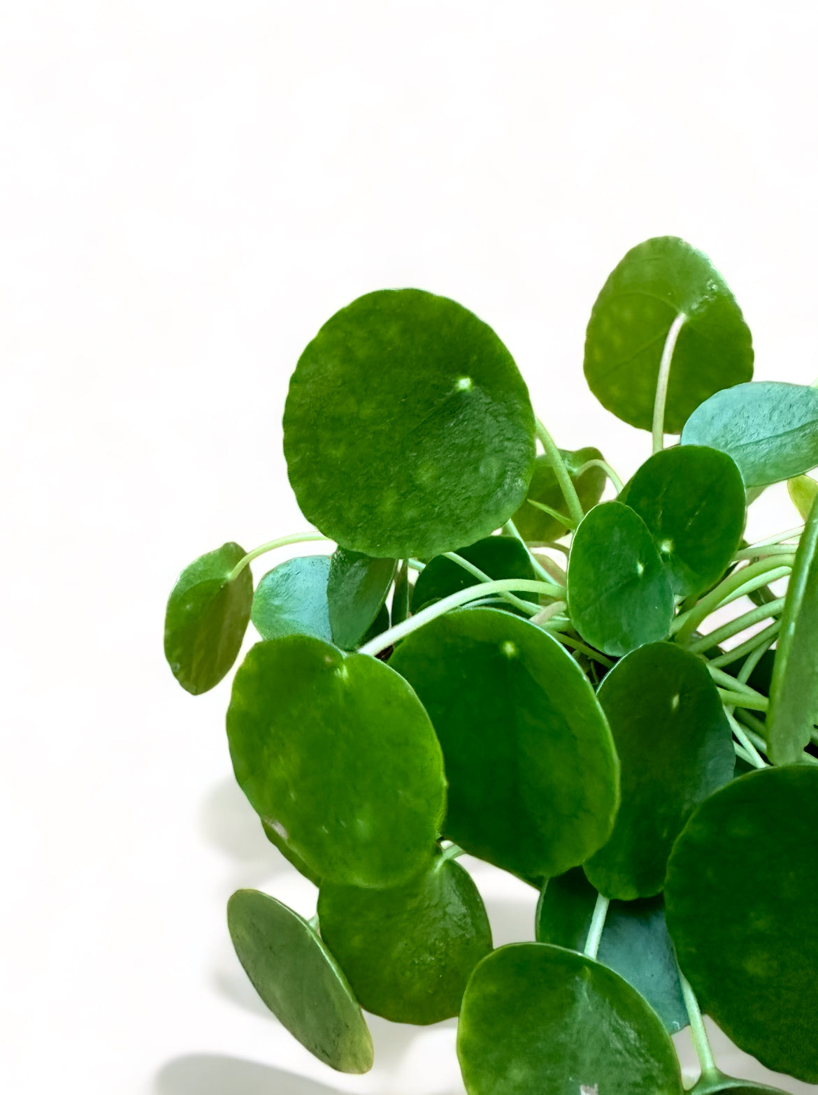 Πιλέα πεπερομιοδές Pilea peperomioides