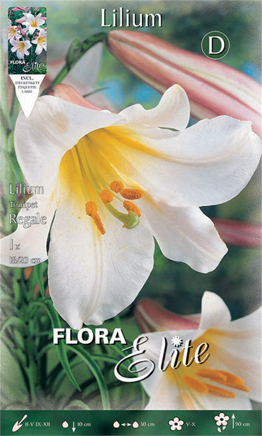 Λίλιουμ Trumpet Regale 839023