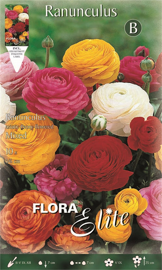 Νεραγκούλα (Ranunculus) Asiatic Μίγμα 847424