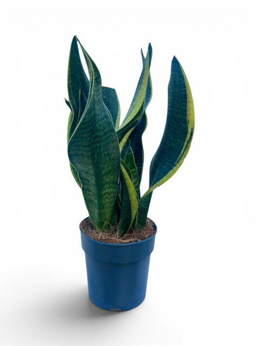 Σανσιβέρια - Sansevieria trifasciata Φ12εκ.
