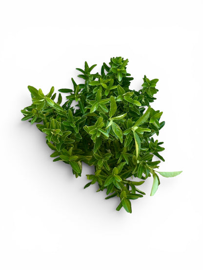 Ευώνυμο - Euonymus japonicus 'Green Spire' Φ13εκ.