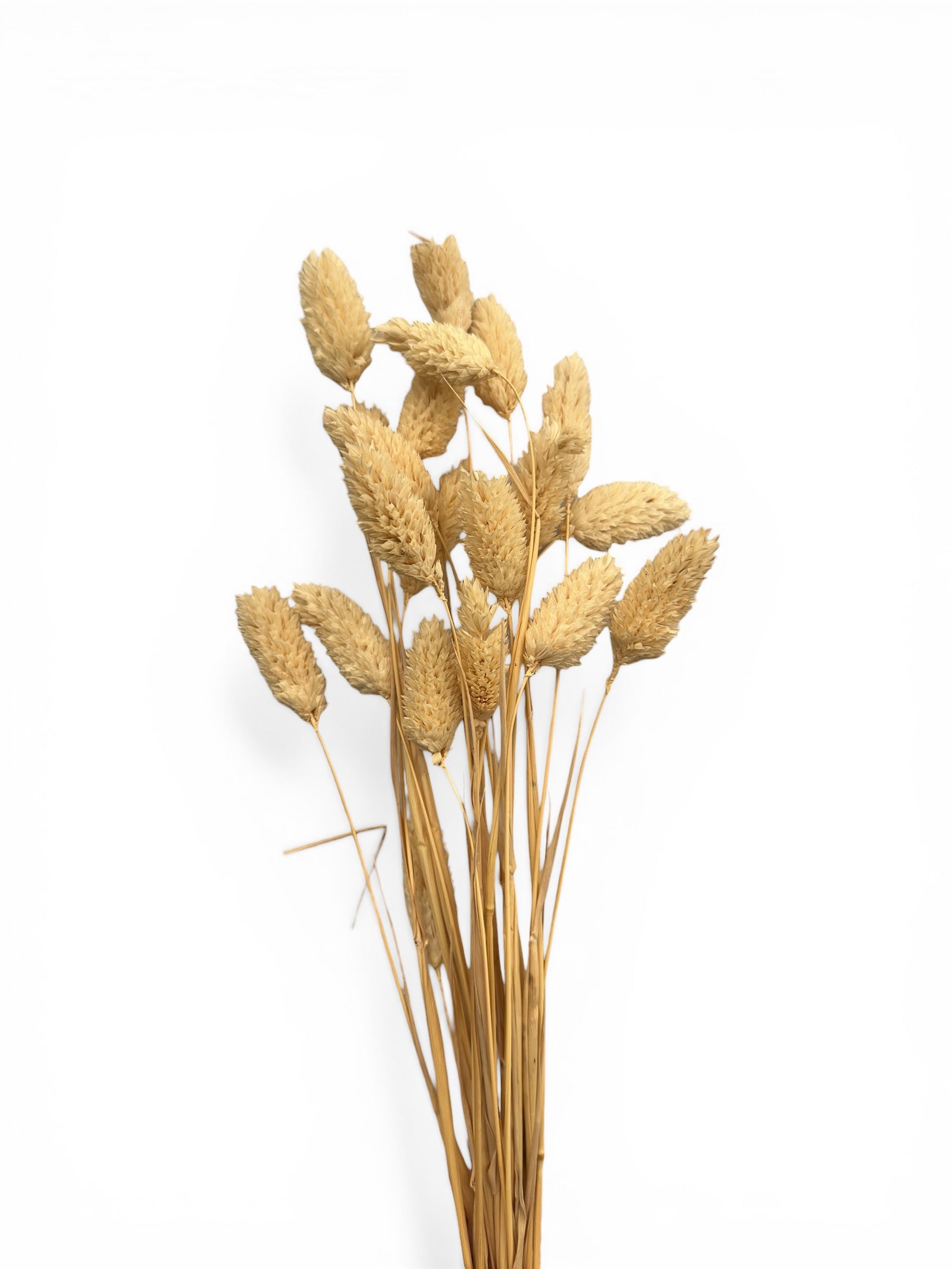 Phalaris 60εκ. Αποξηραμένο μπουκέτο Natural 20τεμ