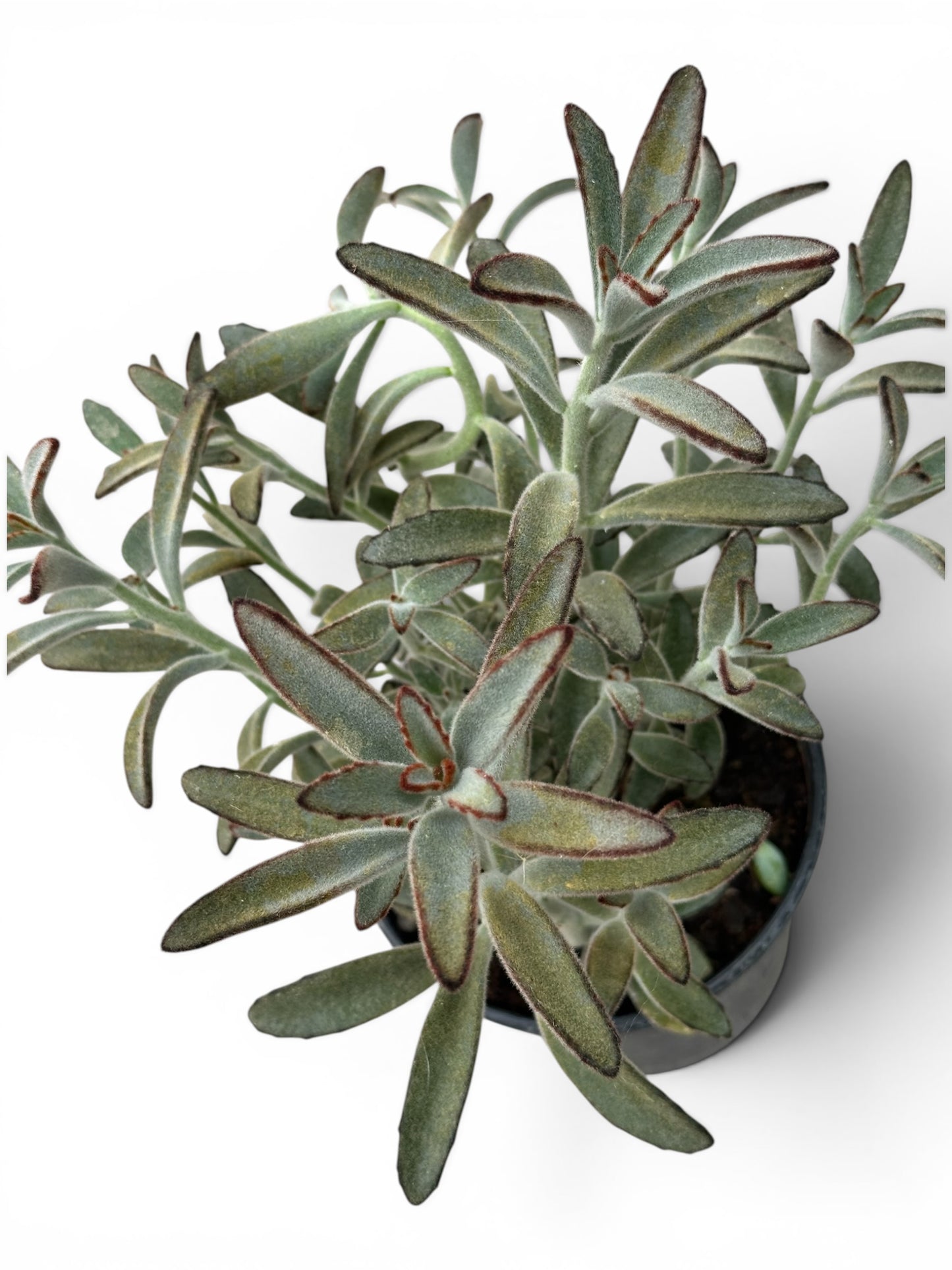 Παχύφυτο Καλαγχόη - Kalanchoe tomentosa ‘Chocolate soldier’ Φ16εκ.