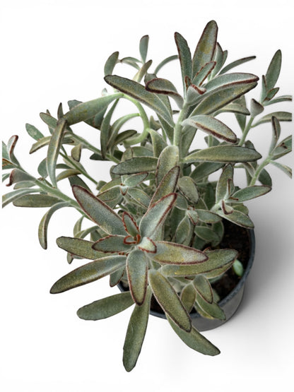 Παχύφυτο Καλαγχόη - Kalanchoe tomentosa ‘Chocolate soldier’ Φ16εκ.