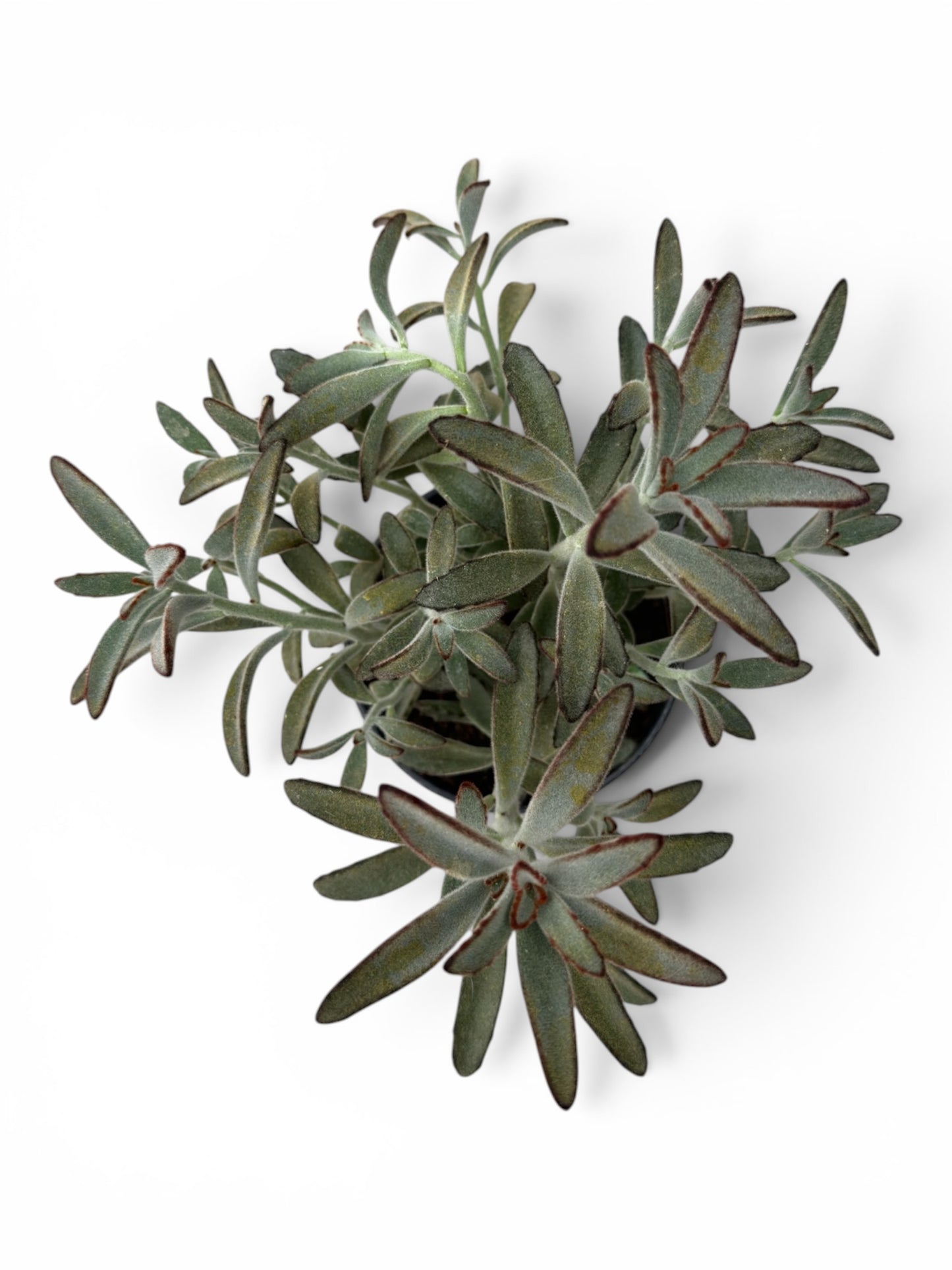 Παχύφυτο Καλαγχόη - Kalanchoe tomentosa ‘Chocolate soldier’ Φ16εκ.