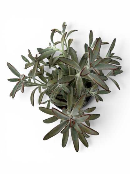 Παχύφυτο Καλαγχόη - Kalanchoe tomentosa ‘Chocolate soldier’ Φ16εκ.