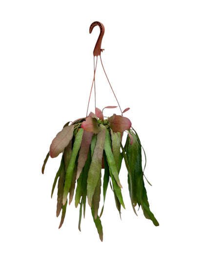 Παχύφυτο Pseudorhipsalis red coral Φ17εκ.