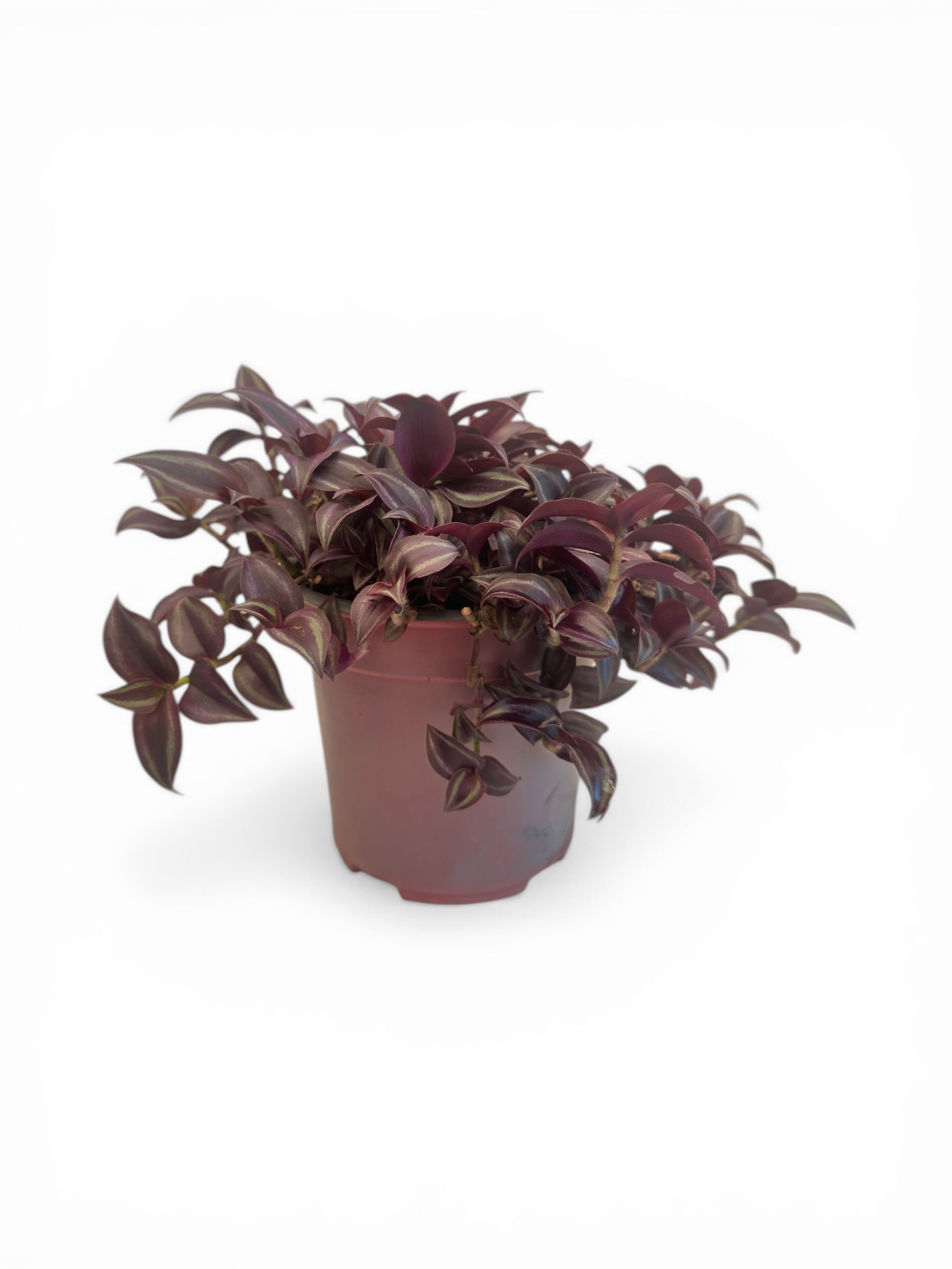 Τηλέγραφος - Τραδεσκάντια ζεμπρίνα (Tradescantia zebrina) Φ17εκ.