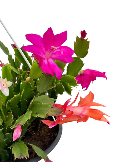 Παχύφυτο Επίφυλλο Schlumbergera (Κάκτος Χριστουγέννων) 3 φυτά τυχαίο χρώμα Φ19εκ.