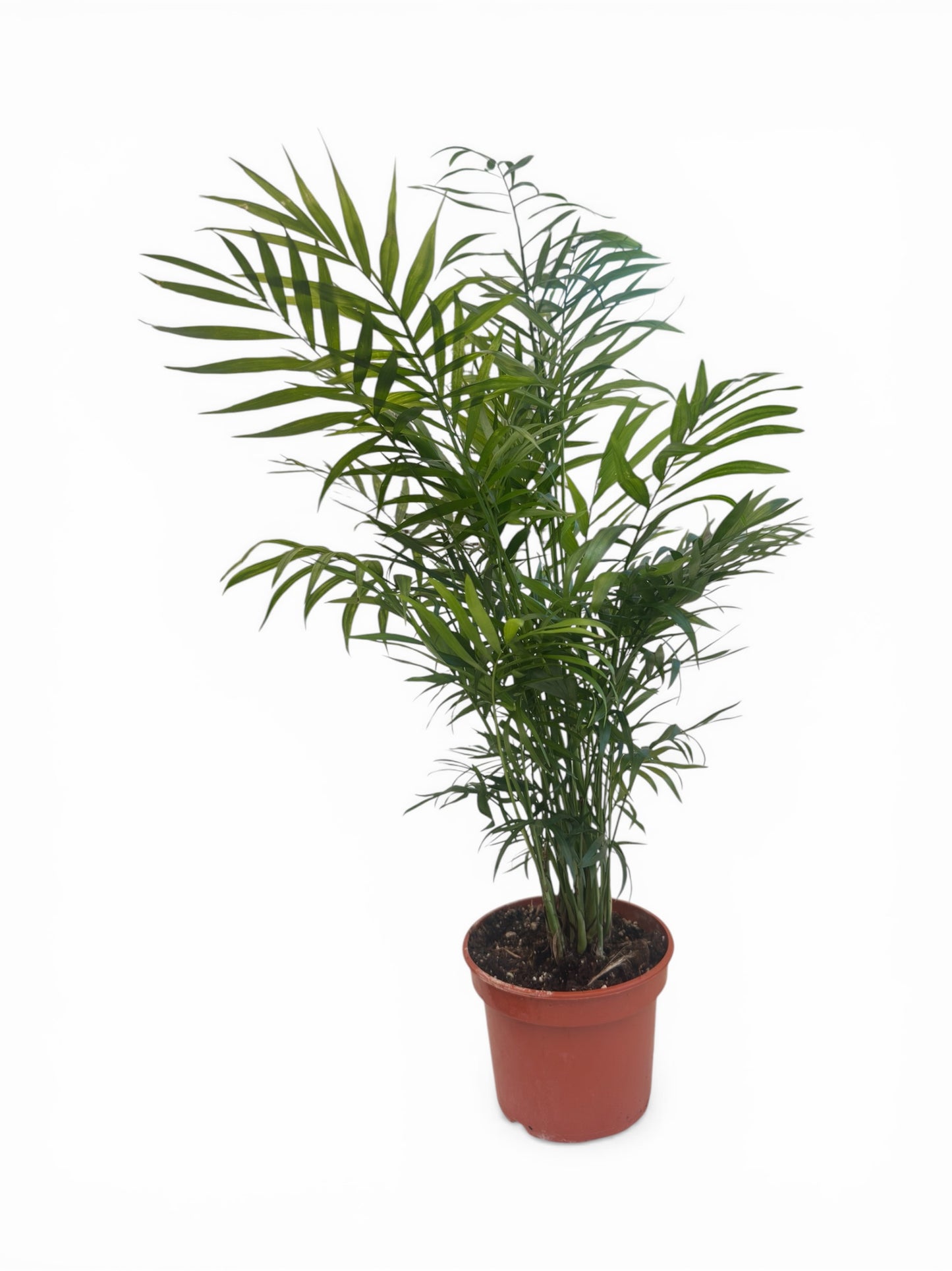 Χαμαιδωρέα Chamaedorea elegans Φ15εκ.