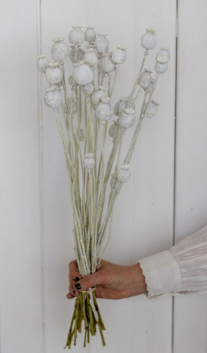 Papaver Bleached αποξηραμένο κλαδί