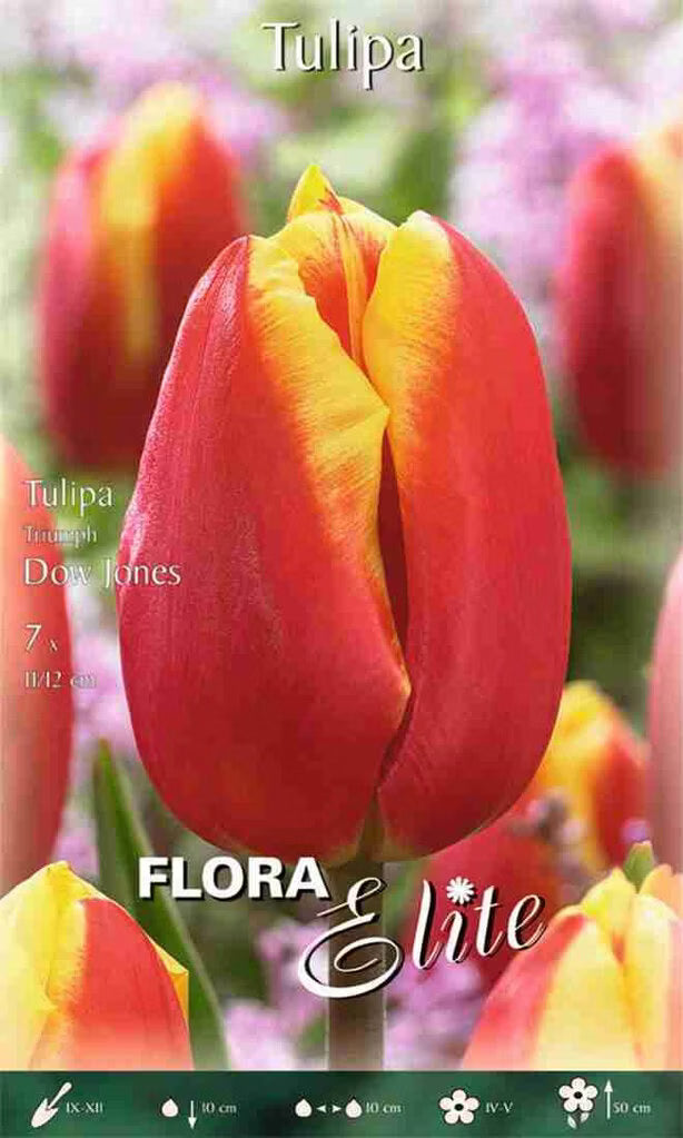 Τουλίπα Dow jones (Darwin Hybrid) 792250