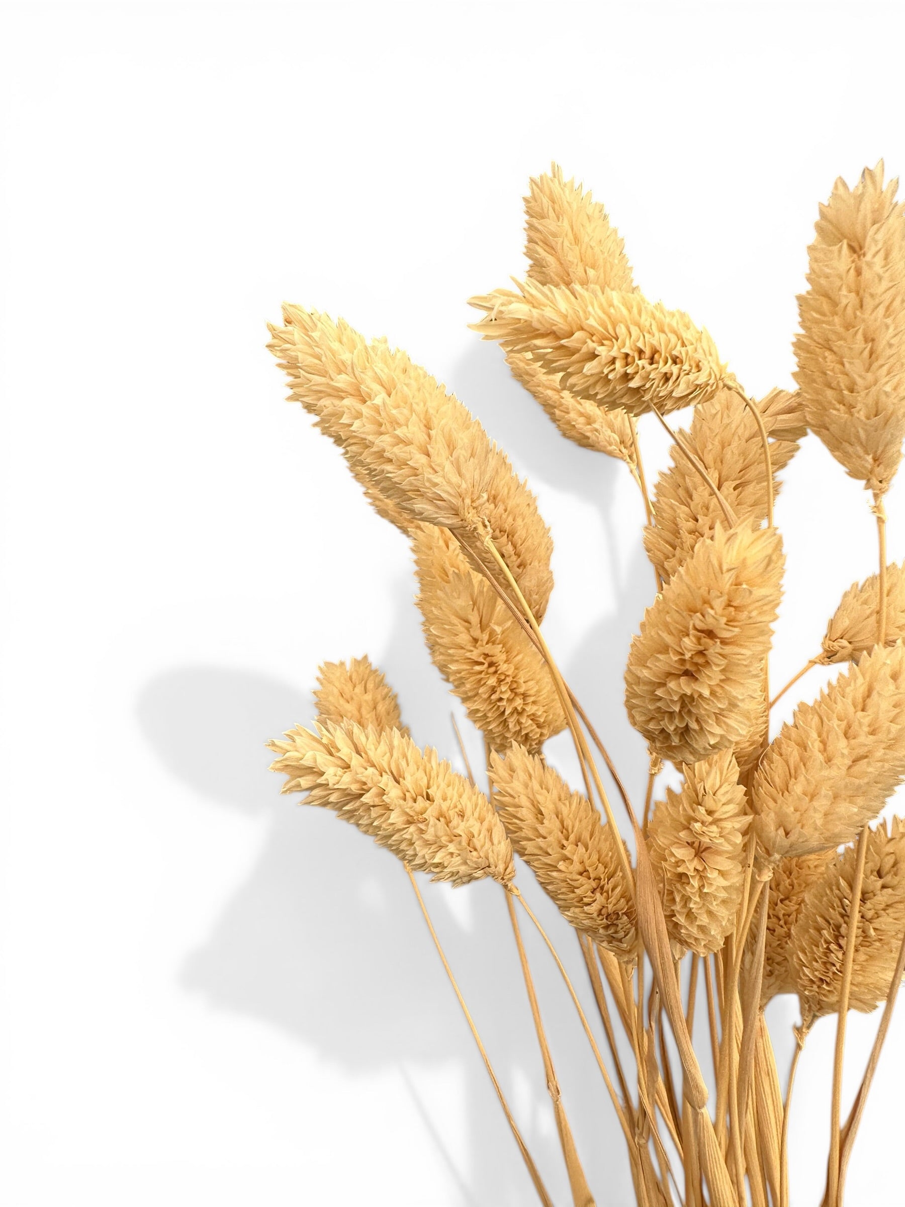 Phalaris 60εκ. Αποξηραμένο μπουκέτο Natural 20τεμ