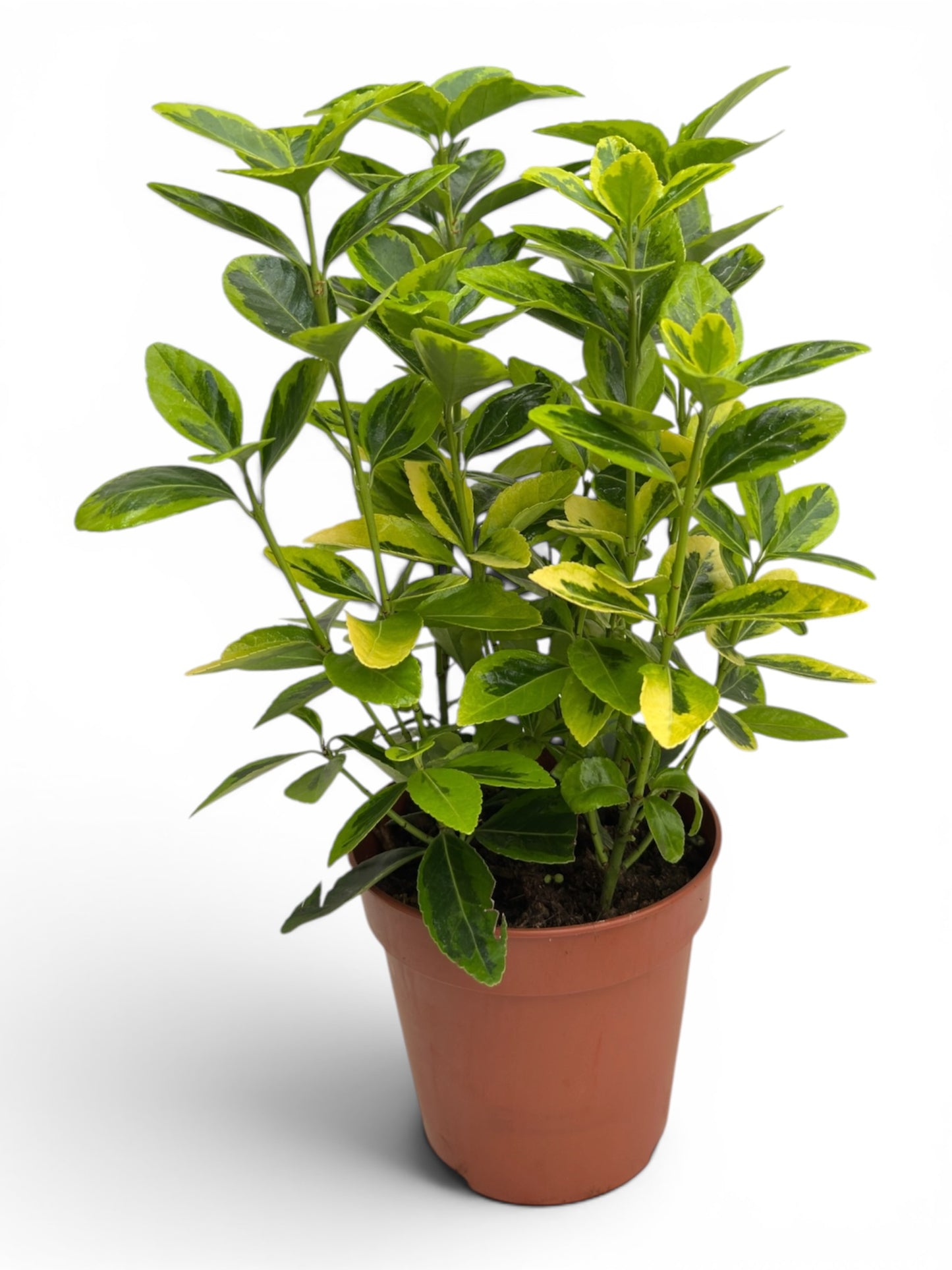 Ευώνυμο πανασέ – Euonymus japonicus Aureomarginatus Φ13εκ.