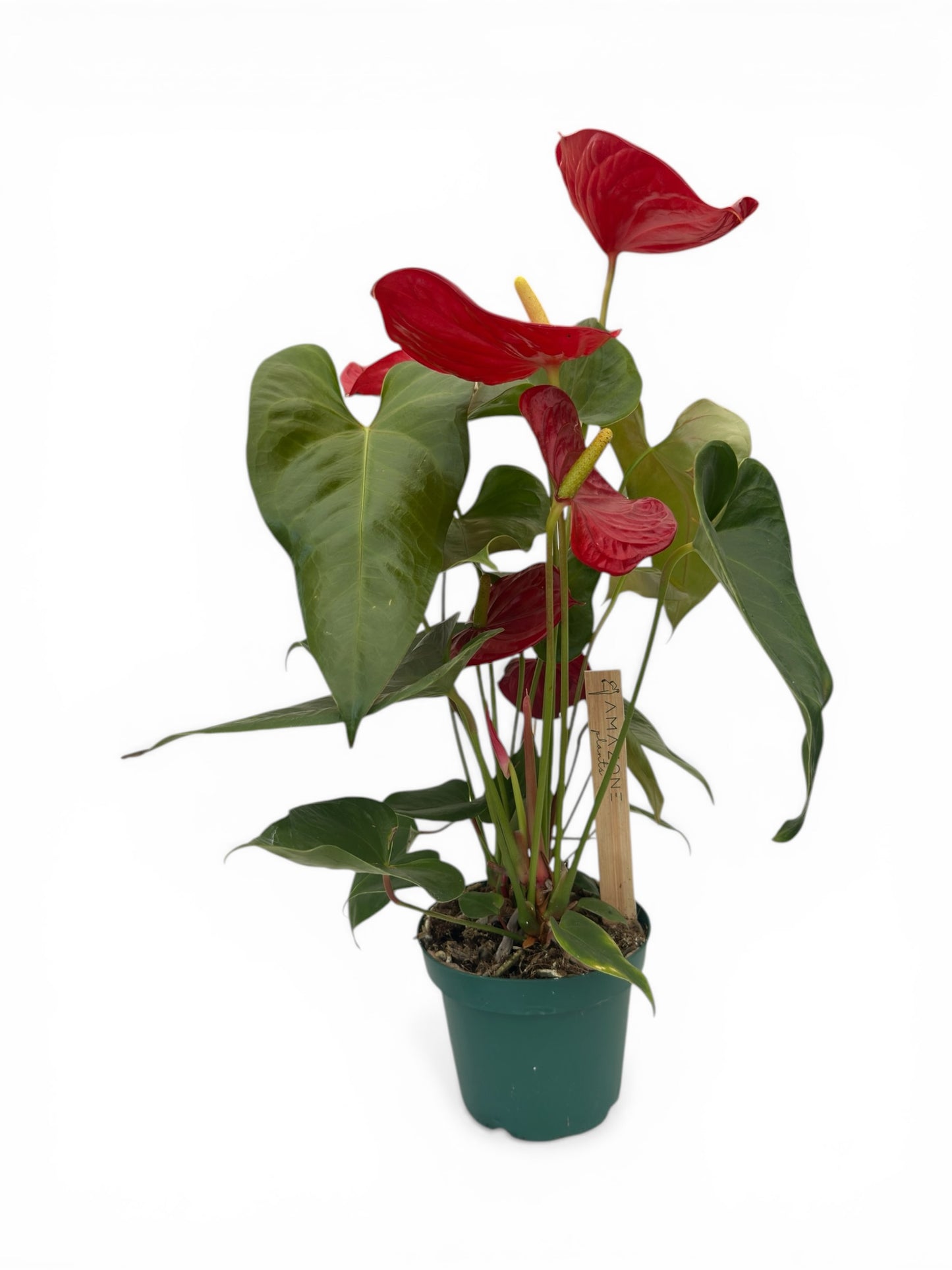 Ανθούριο - Anthurium Φ14εκ.