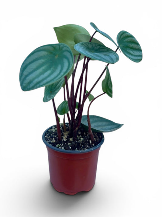 Peperomia argyreia Φ9εκ.