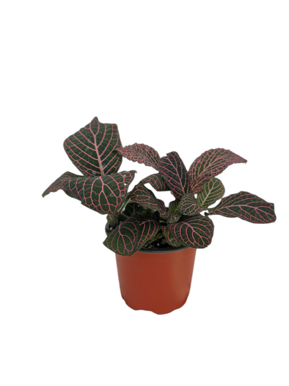 Φιτόνια Ροζ - Fittonia albivenis Φ9εκ.