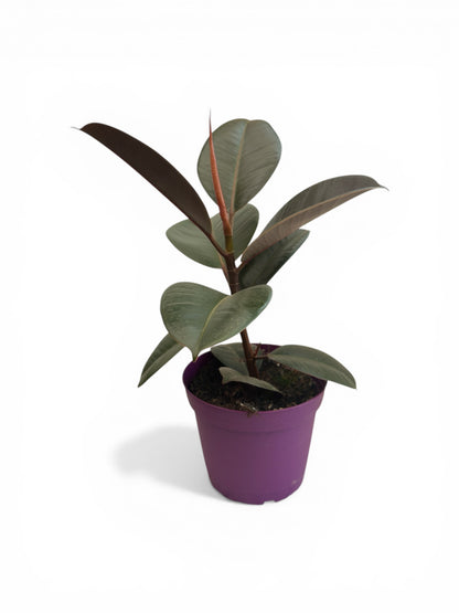 Φίκος Ficus elastica  Φ15εκ.