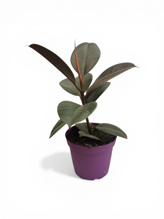 Φίκος Ficus elastica  Φ15εκ.