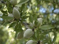 Αμυγδαλιά Τέξας (Texas)