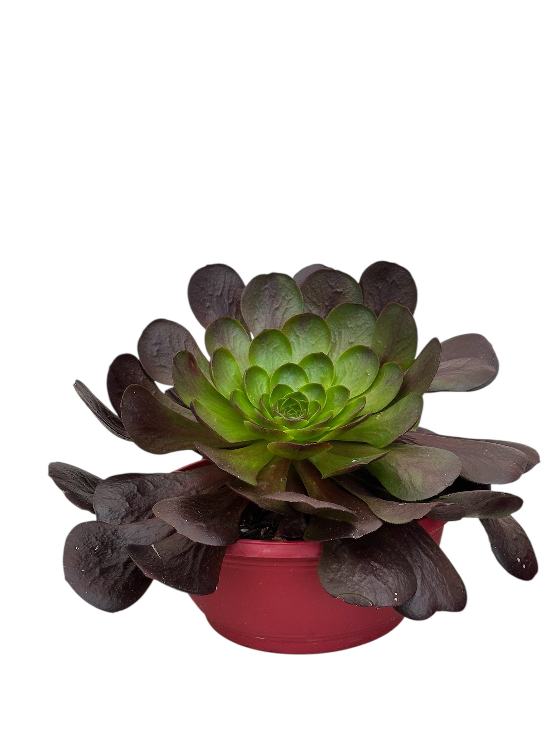 Παχύφυτο Αιώνιουμ - Aeonium arboreum 'Atropurpureum' Φ27εκ.