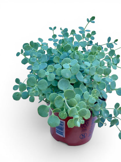 Παχύφυτο Sedum Φ12εκ.