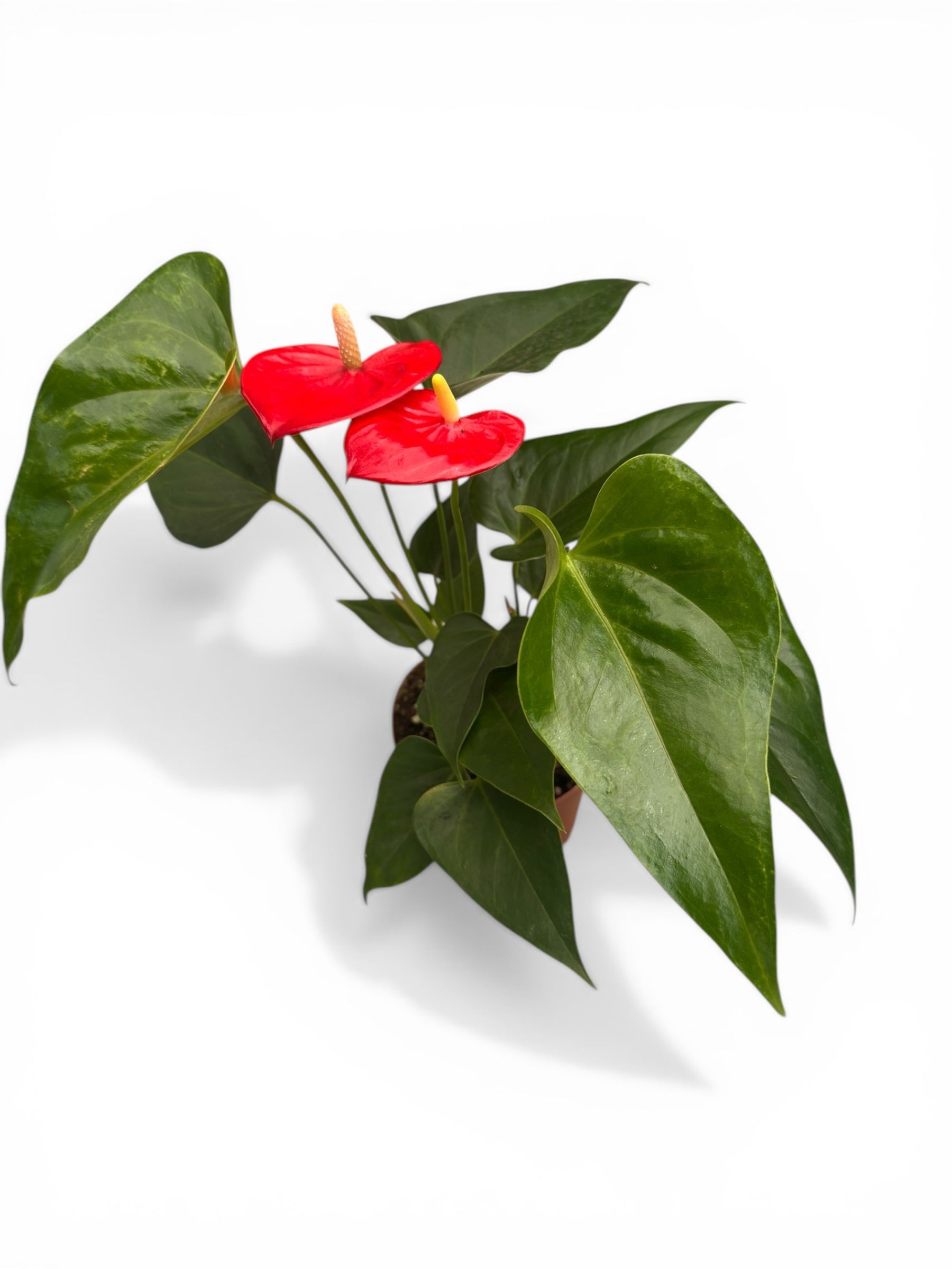 Ανθούριο - Anthurium Φ12εκ.