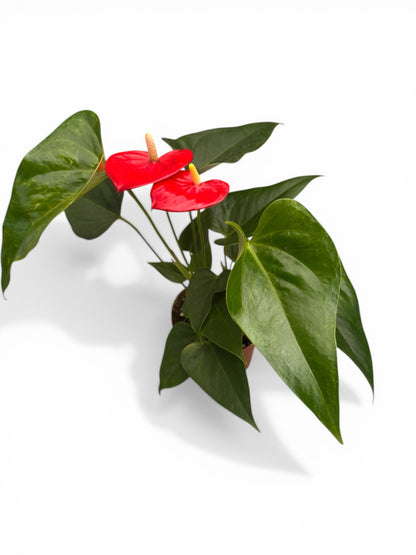 Ανθούριο - Anthurium Φ12εκ.