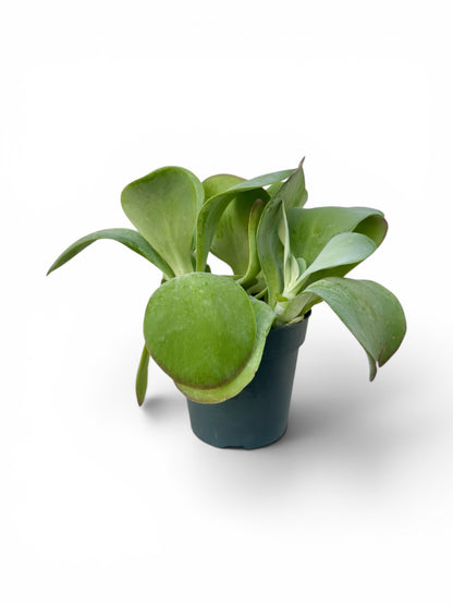 Παχύφυτο Καλαγχόη - Kalanchoe thyrsiflora Φ12