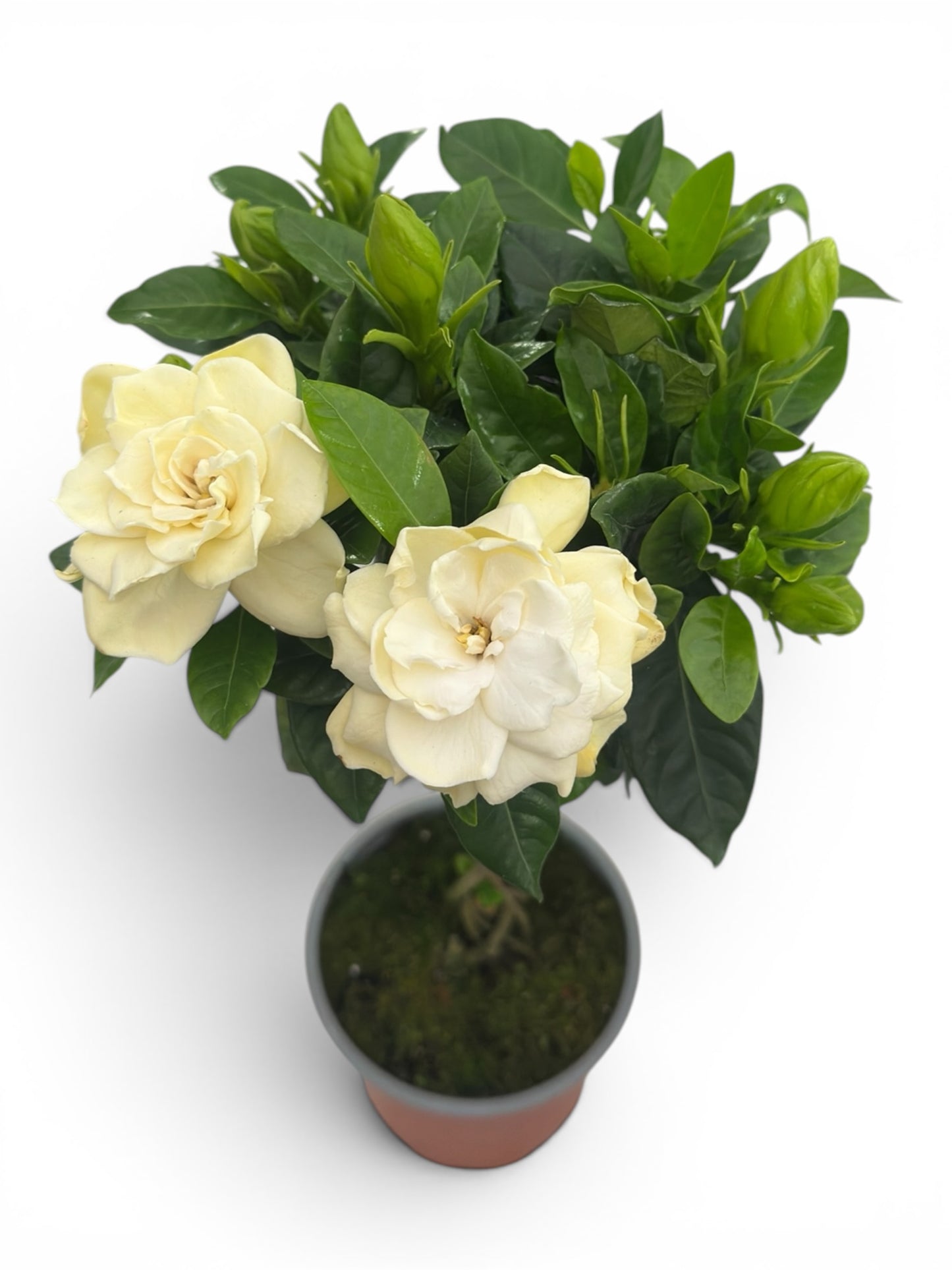 Γαρδένια πλεκτός κορμός (Gardenia jasminoides) Φ13εκ.