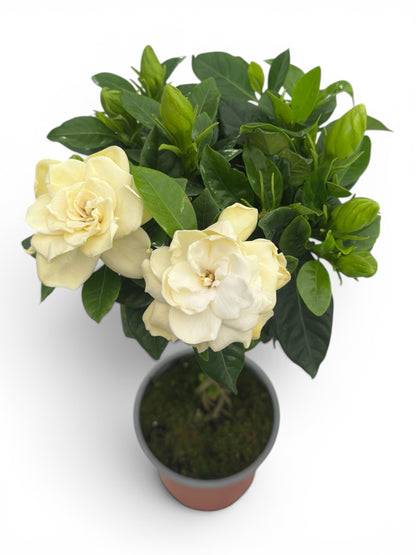 Γαρδένια πλεκτός κορμός (Gardenia jasminoides) Φ13εκ.