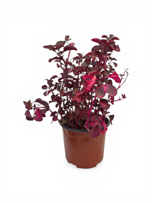 Ιρεσίνη Φ17εκ.