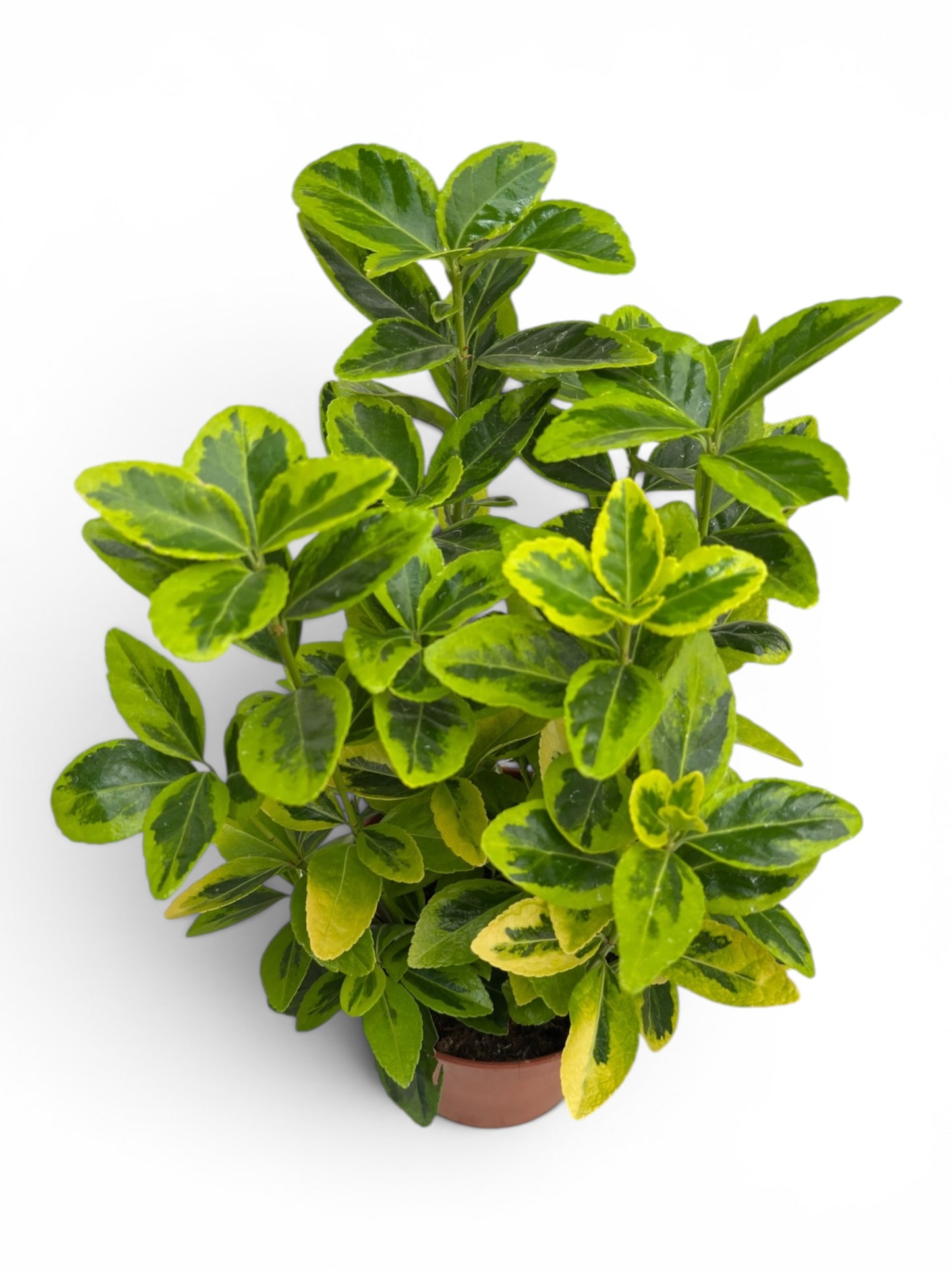 Ευώνυμο πανασέ – Euonymus japonicus Aureomarginatus Φ13εκ.