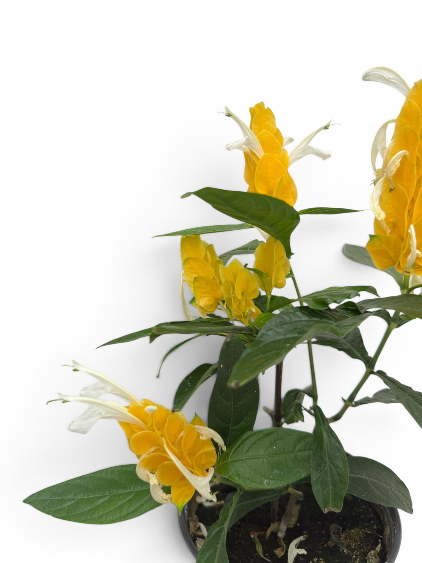 Γαριδάκι κίτρινο- pachystachys lutea (lollipop) Φ14εκ.