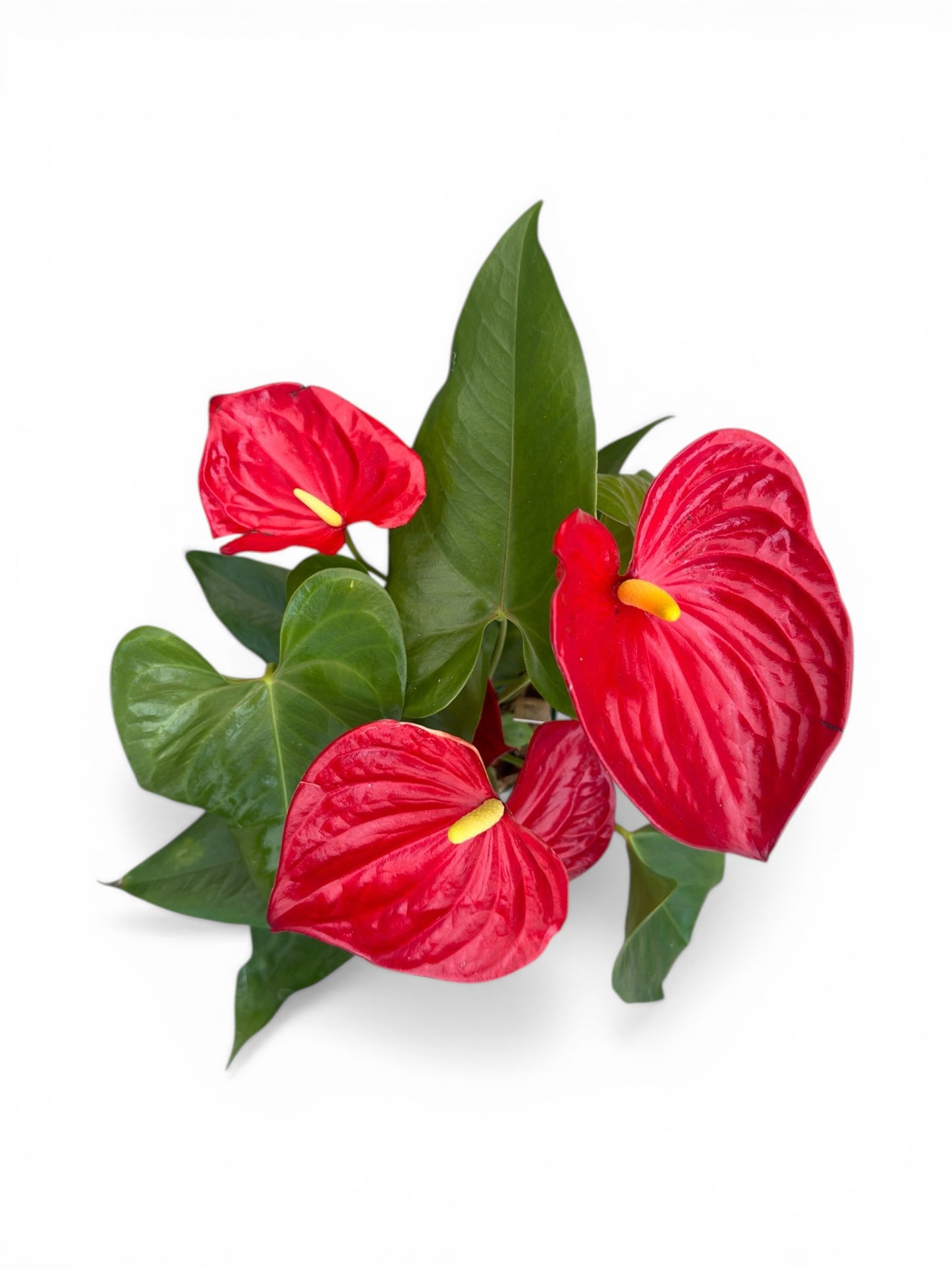 Ανθούριο - Anthurium Φ14εκ.