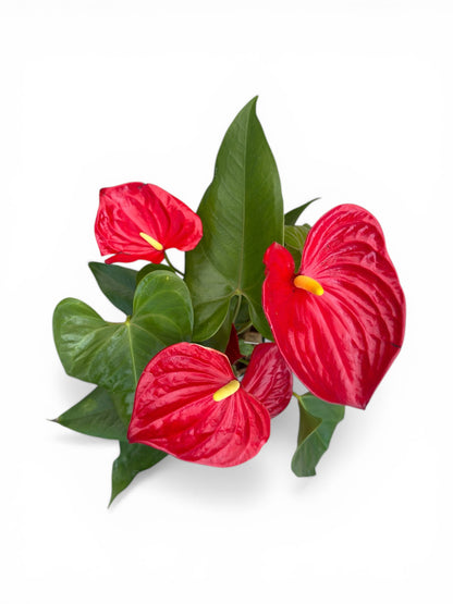 Ανθούριο - Anthurium Φ14εκ.