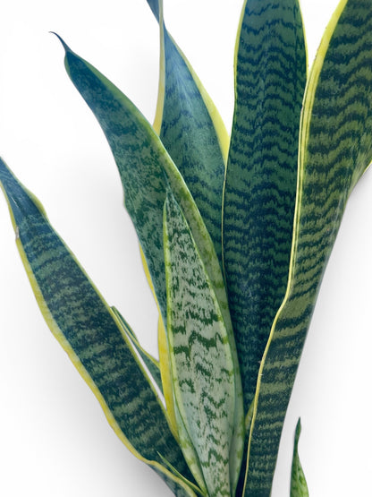 Σανσιβέρια - Sansevieria  Φ12εκ.