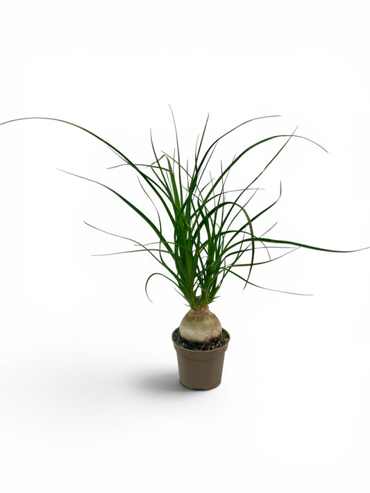 Μπουκαρνέα - Beaucarnea recurvata Φ6εκ.
