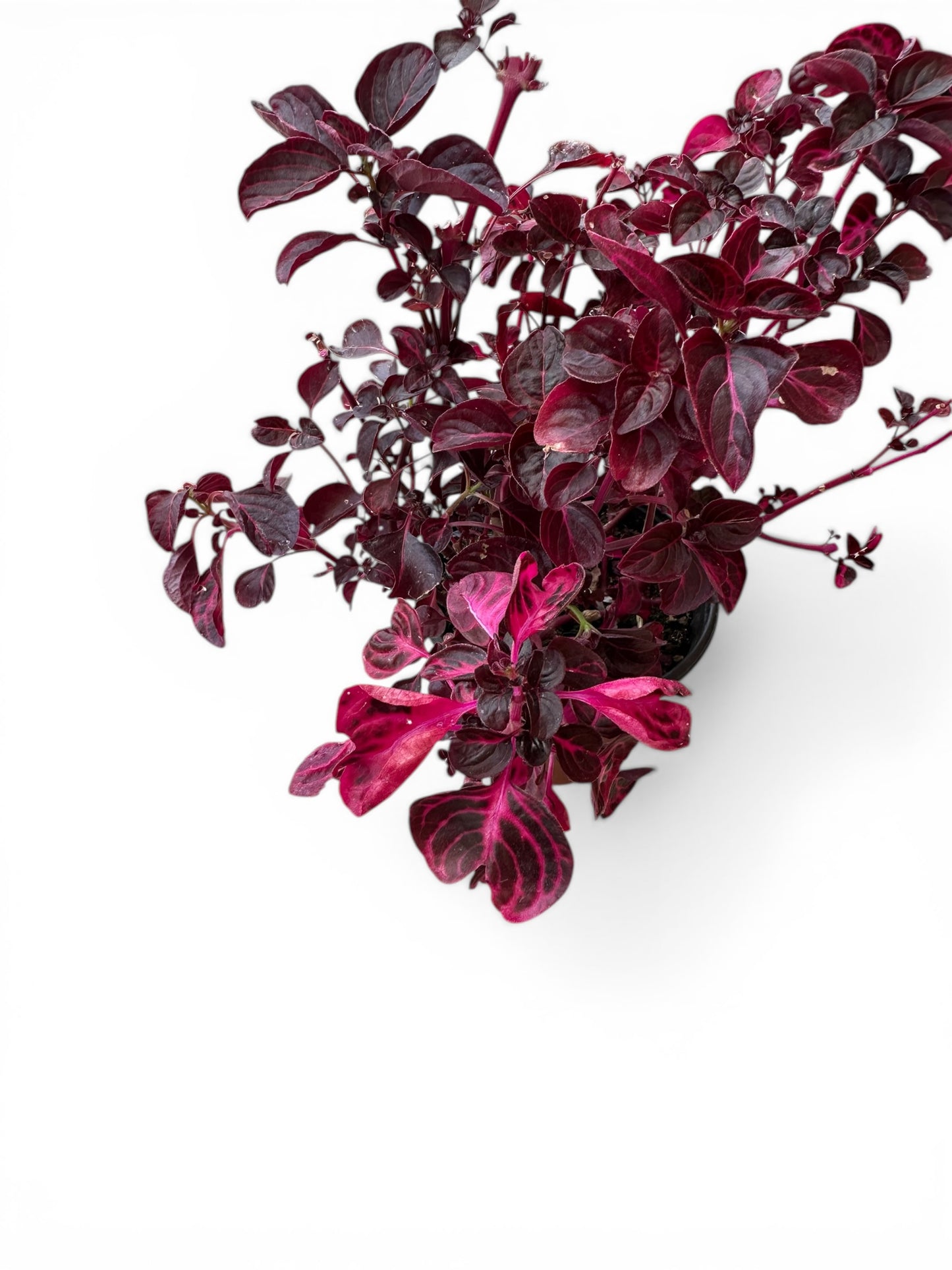 Ιρεσίνη Φ17εκ.