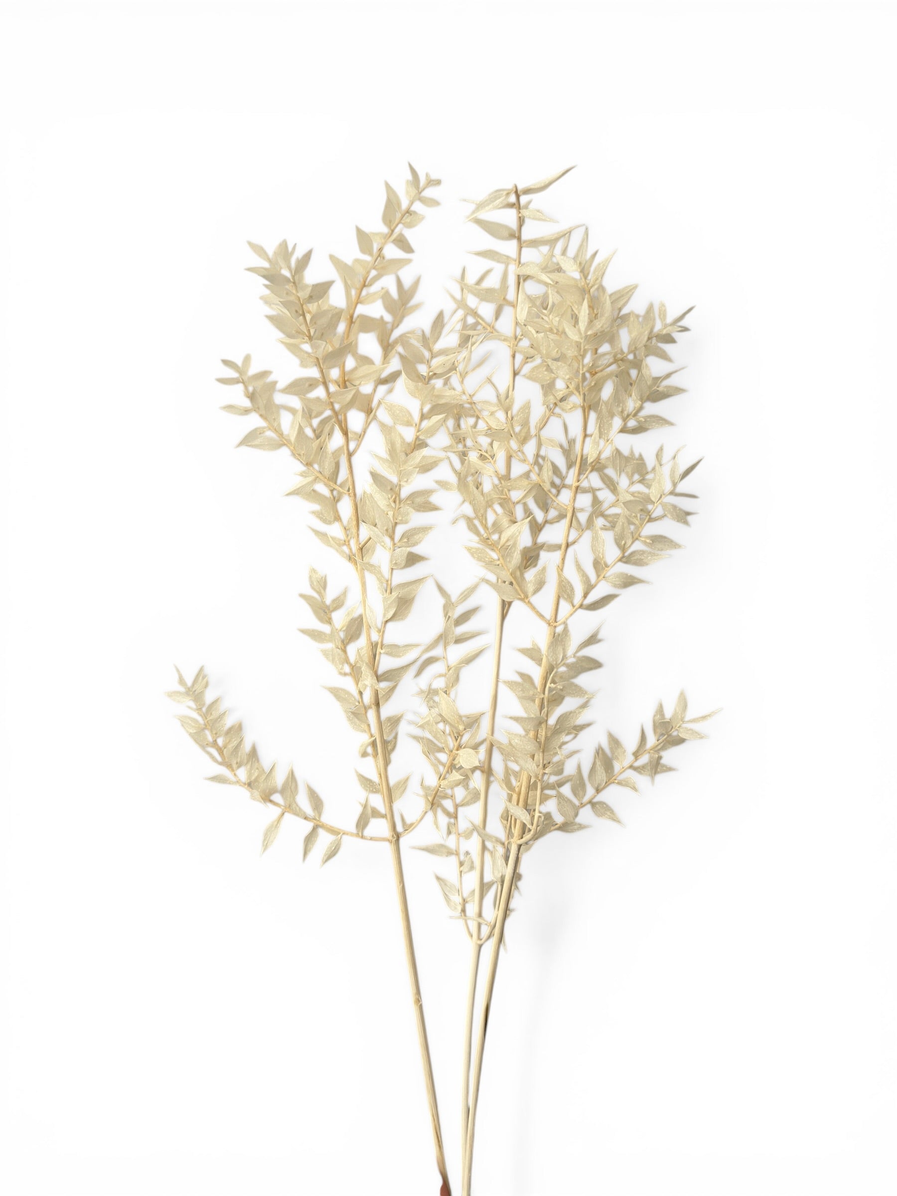 Ruscus αποξηραμένο μπουκέτο λευκό 60εκ. 3τεμ.